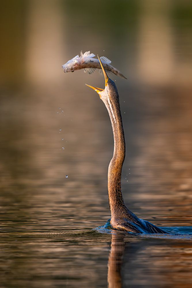 Photograph by Minh Vu Pham