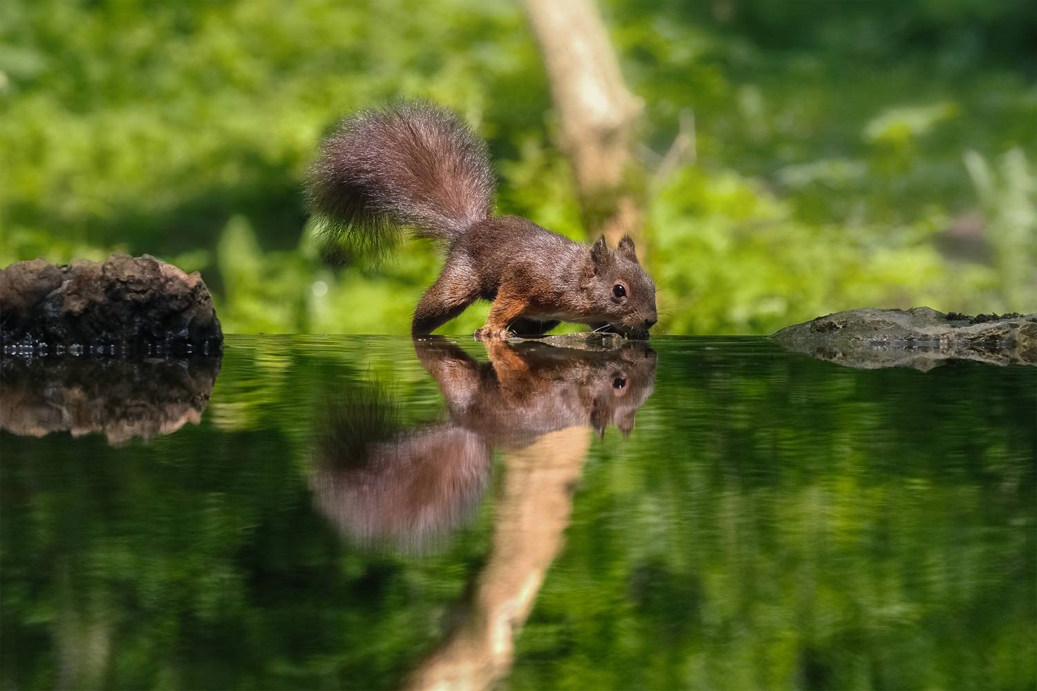 Looking glass