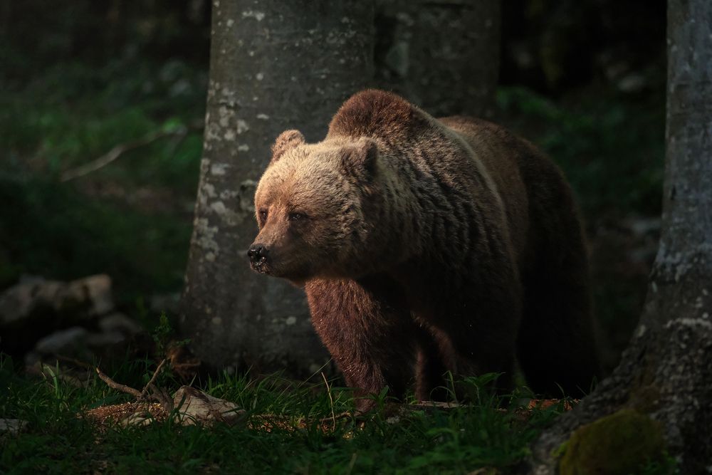 Mama bear