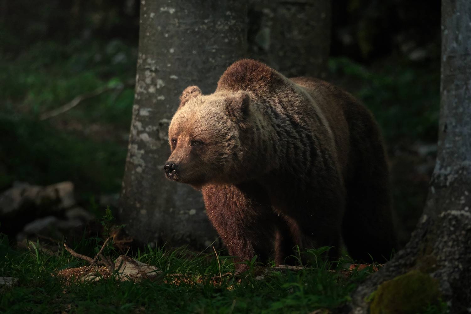 Mama bear
