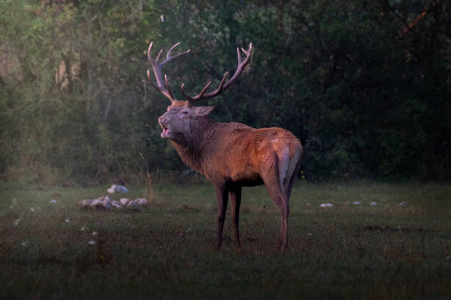 Dawn of the king deer