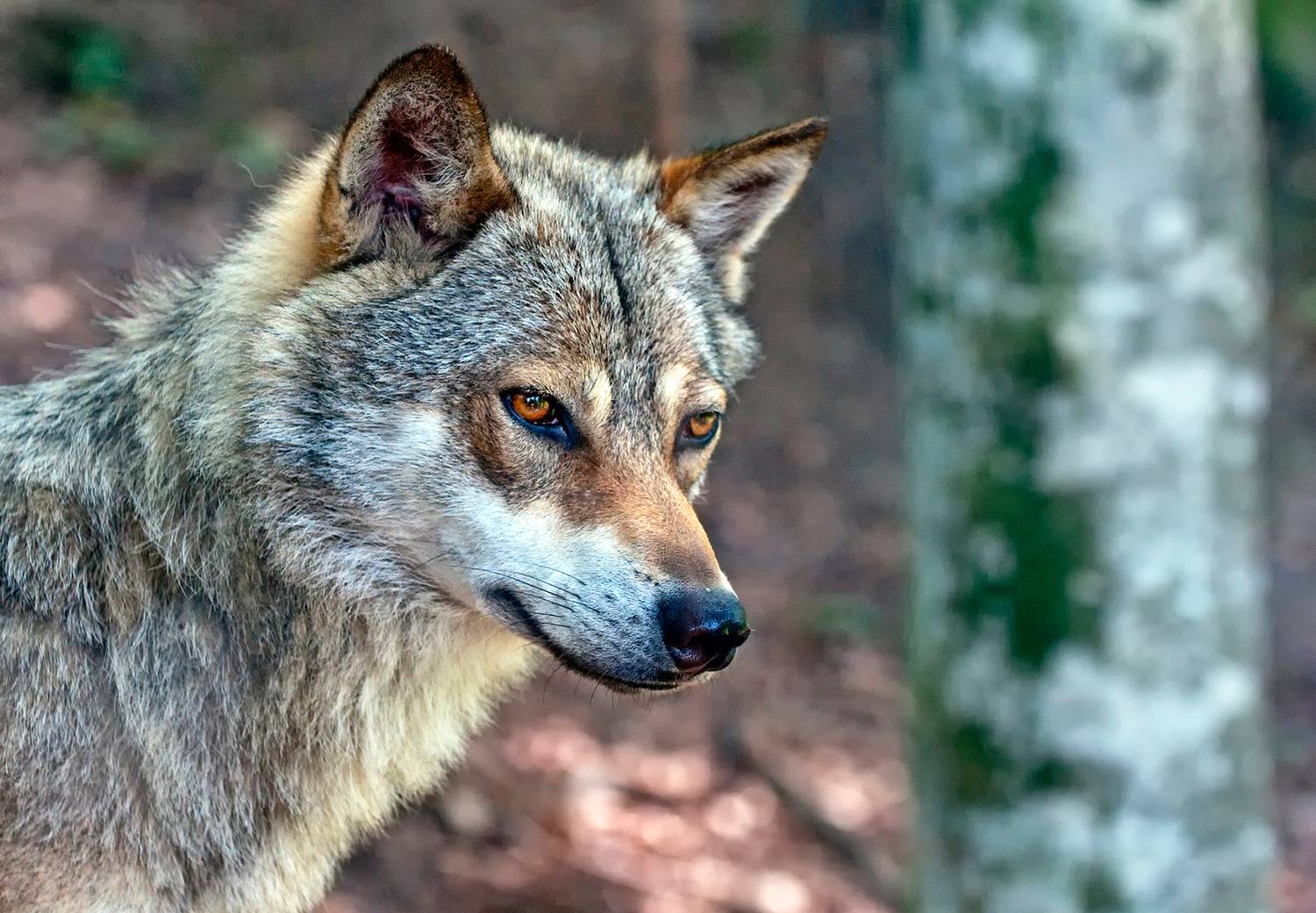 The wolf of the forest