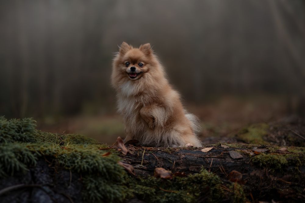 Guardian of the Misty Woods