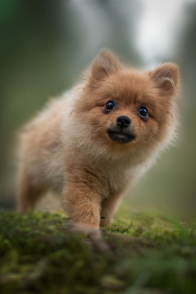 Pomeranian puppy - Forest Elf.