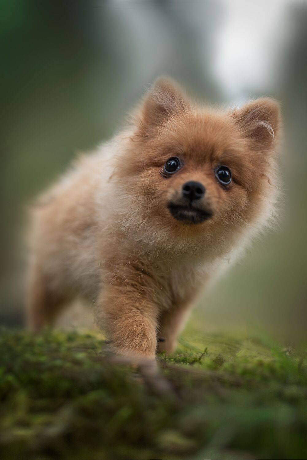 Pomeranian puppy - Forest Elf.