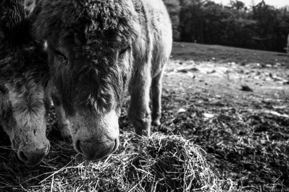 Photograph by Richard Blackwood