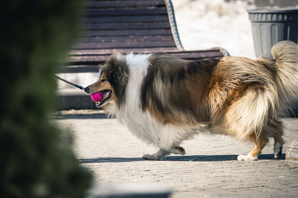 Photo #13510657