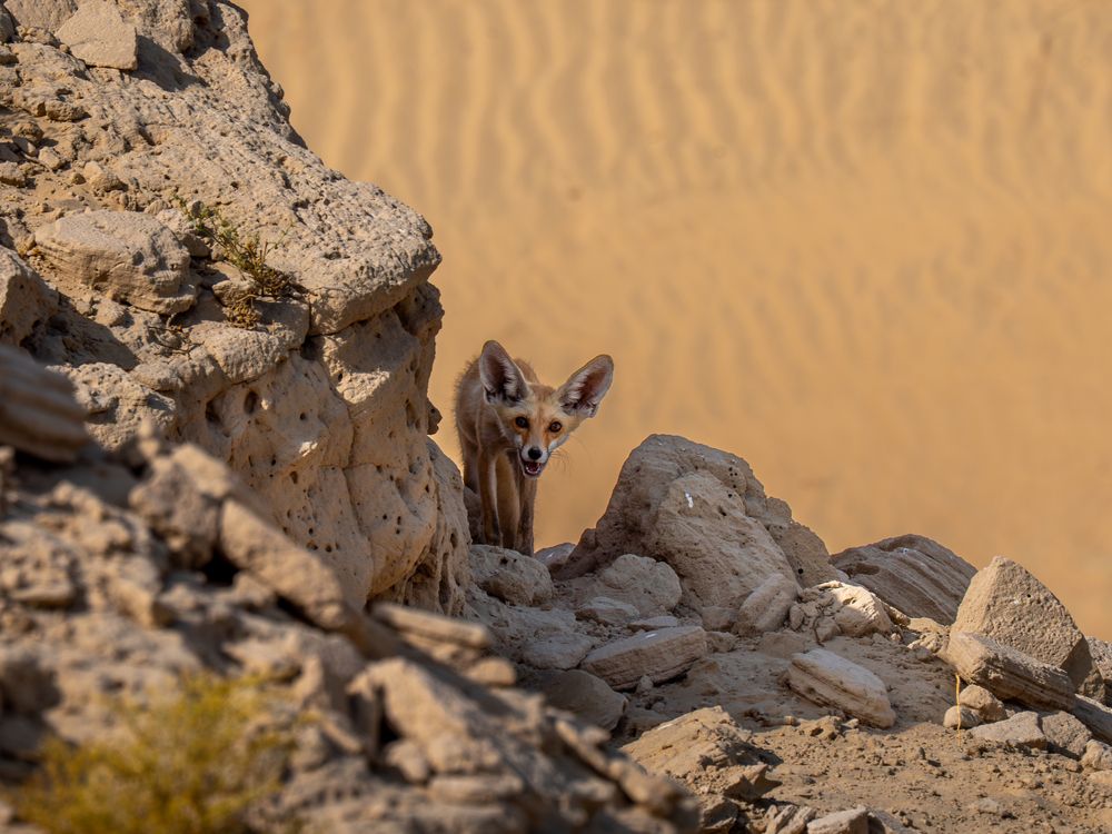 Photograph by Vaisakh Krishnan