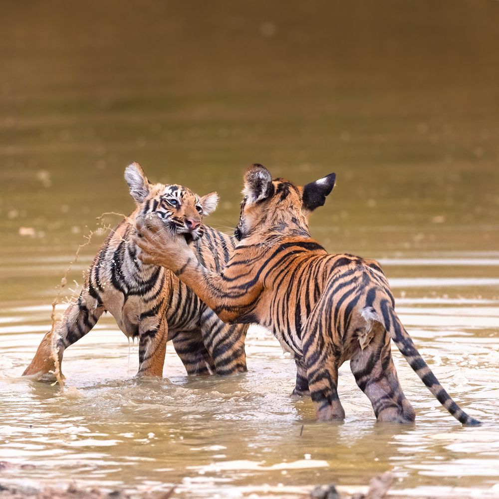 Фотография автора nitin jain