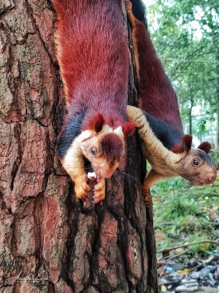 Photograph by Amrutha Varshini Nemaluri