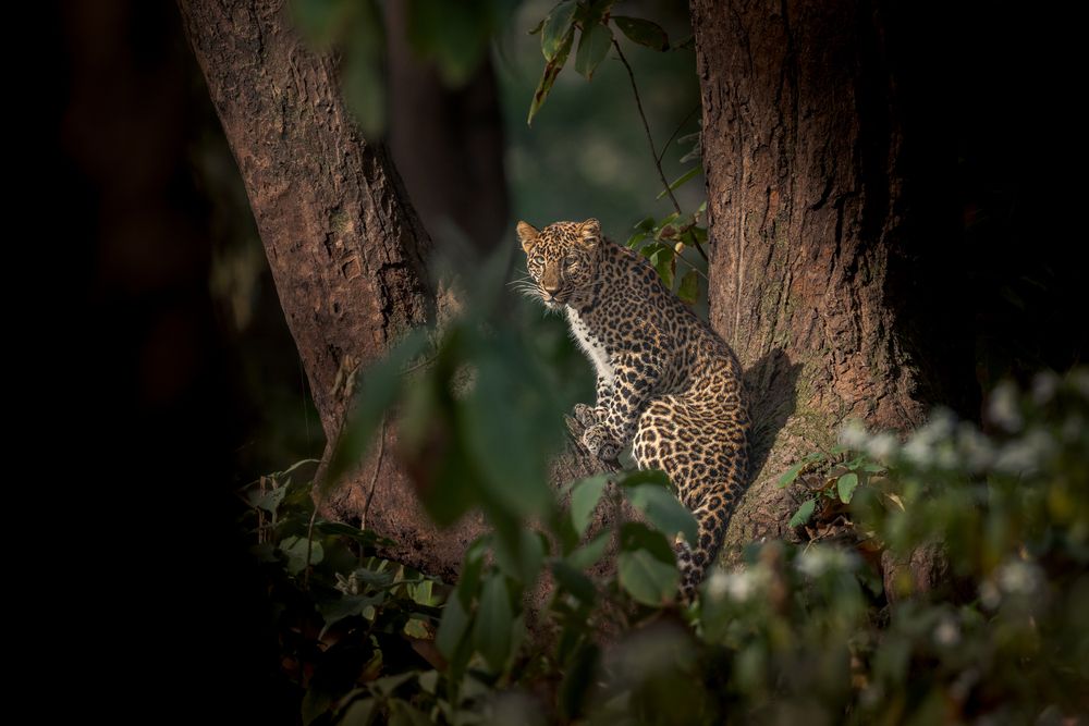 Photograph by Soumitra Ghosh