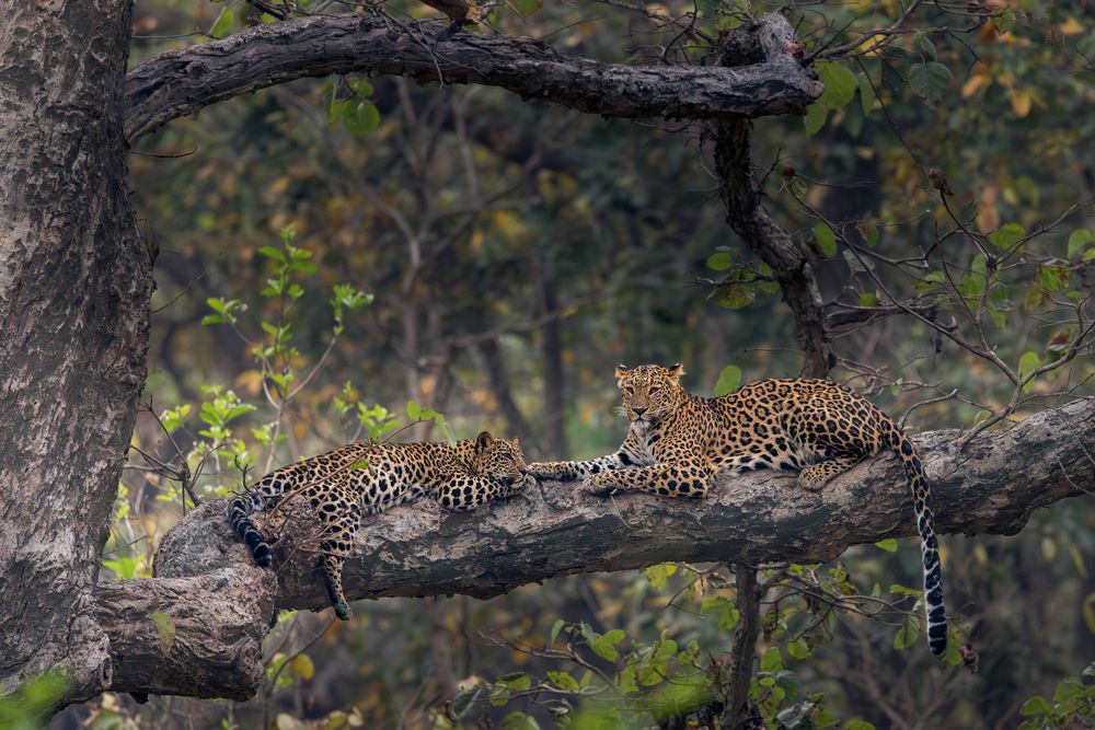 Photograph by Soumitra Ghosh