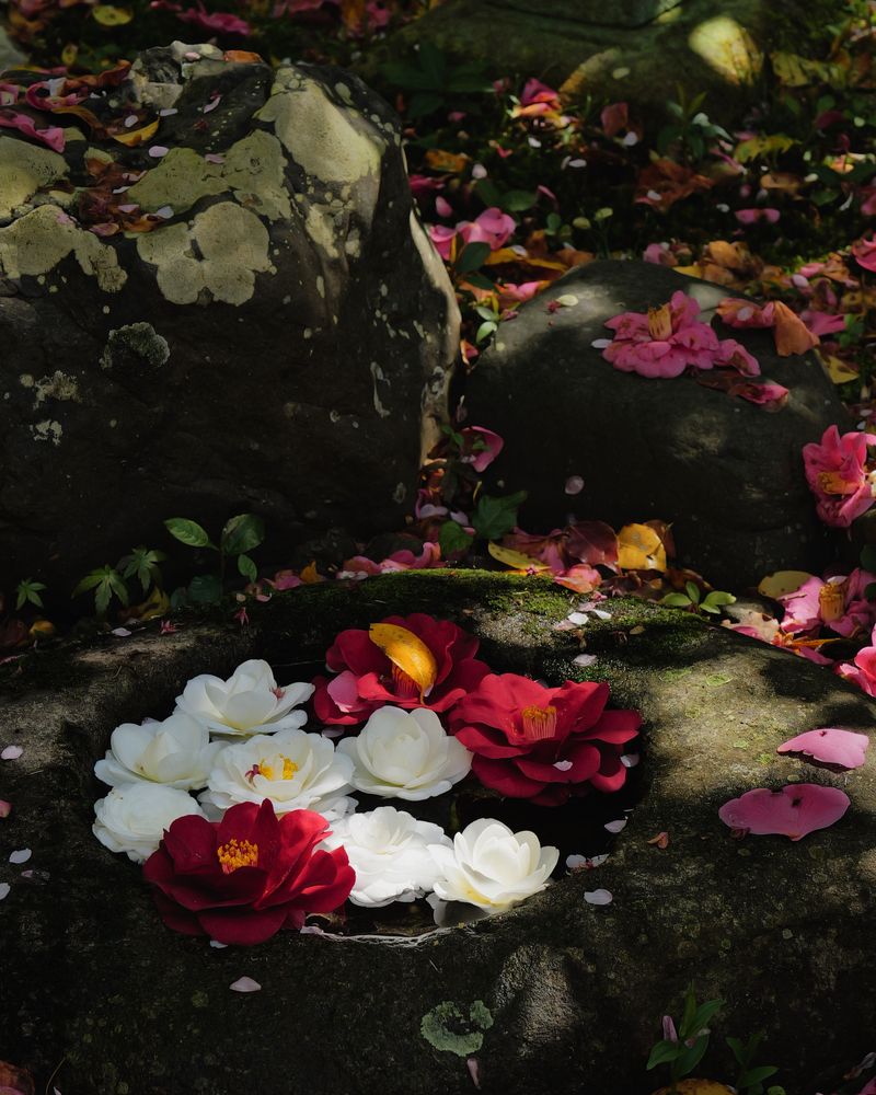Scattered Camellias