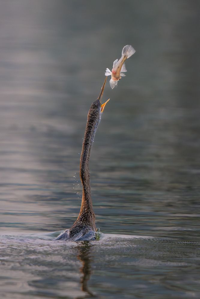 Photograph by Minh Vu Pham