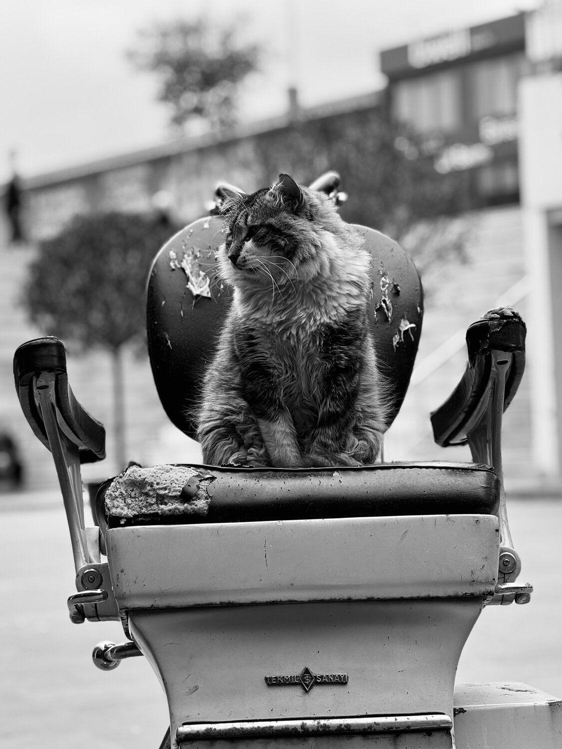 Photo #13512140