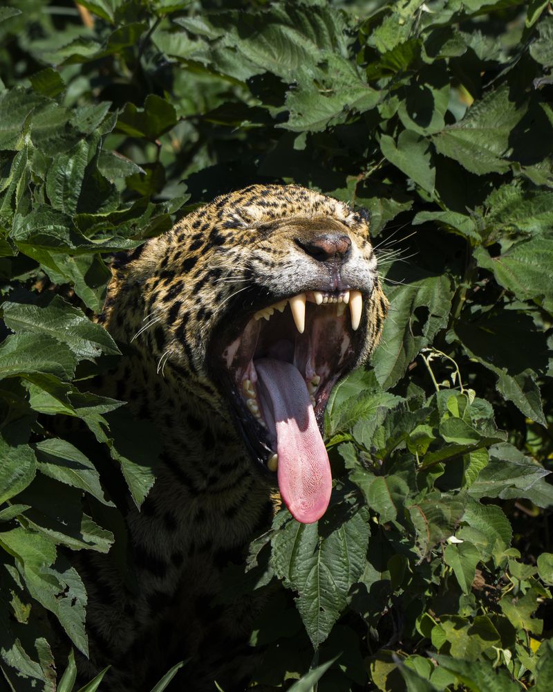 Photograph by Felipe Vasquinho