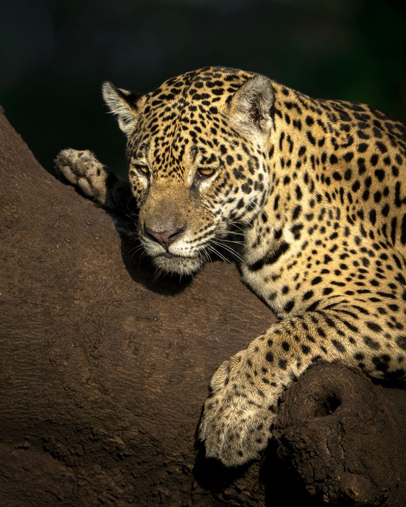 Photo #13512686