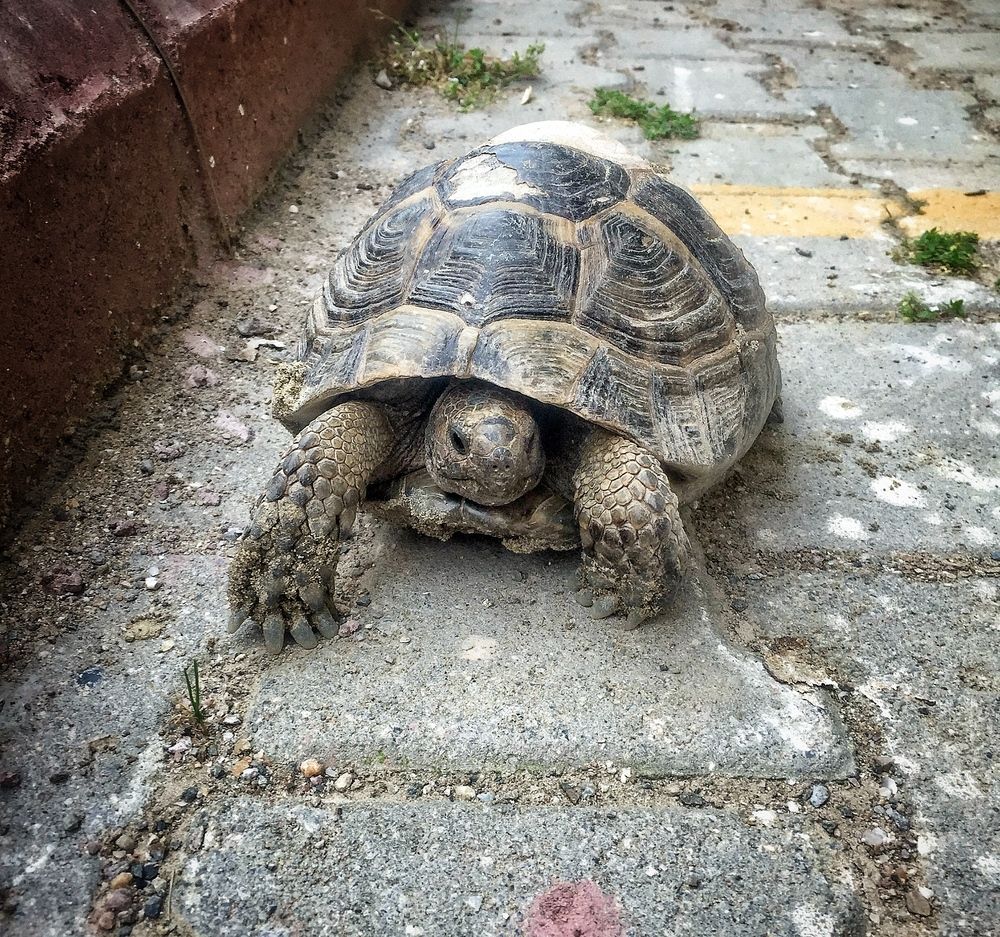 Slow Steps, Strong Presence