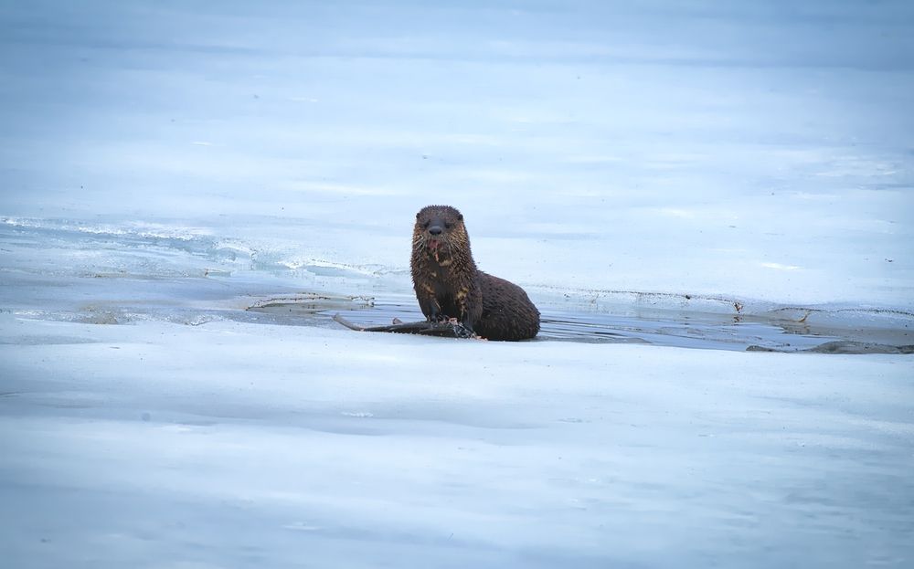 Photograph by Yves Lanthier