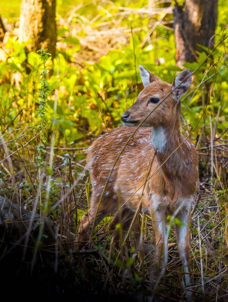 Photograph by Dhruv Jangid