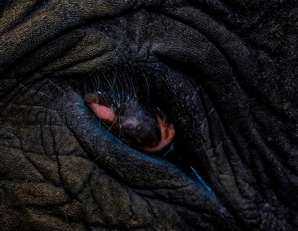 Eye of the Ancient