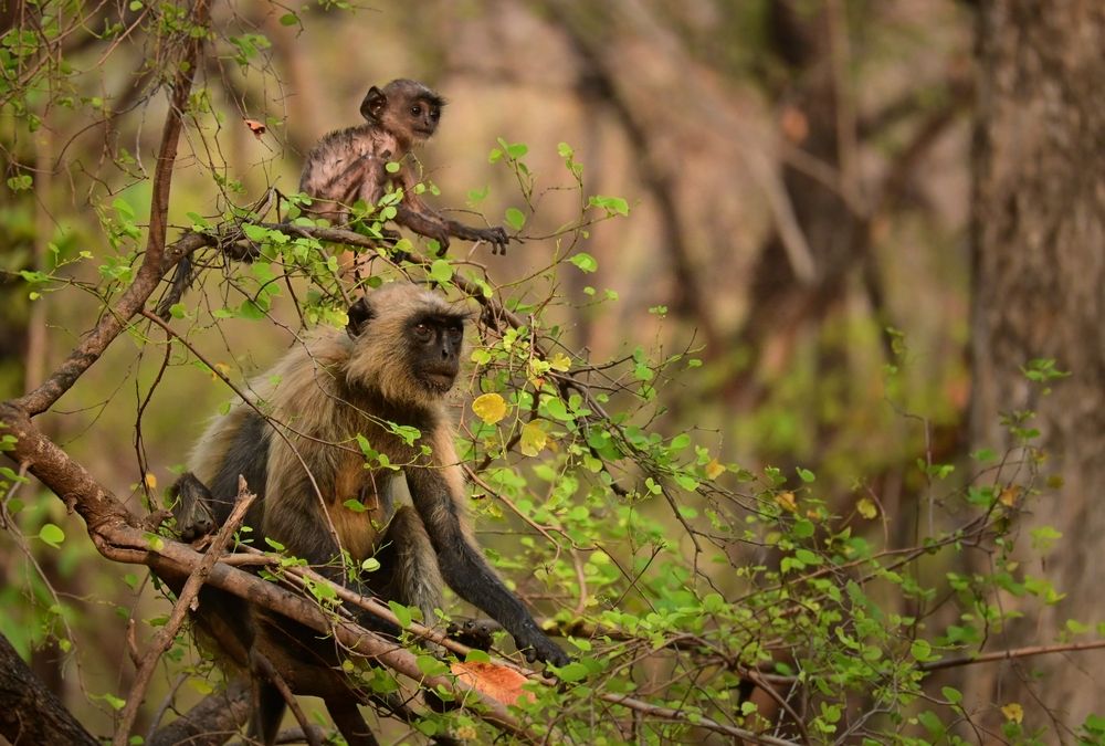 Photograph by Archisman Narayan Lahiri