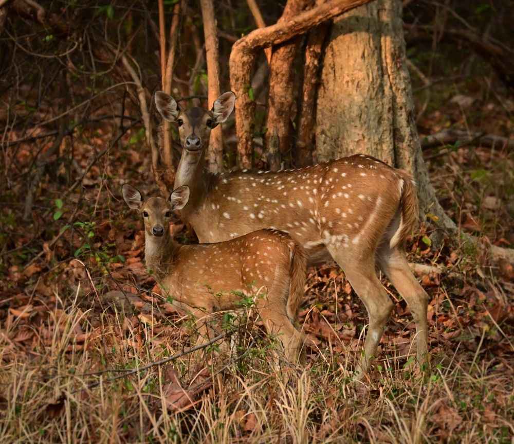 Photograph by Archisman Narayan Lahiri
