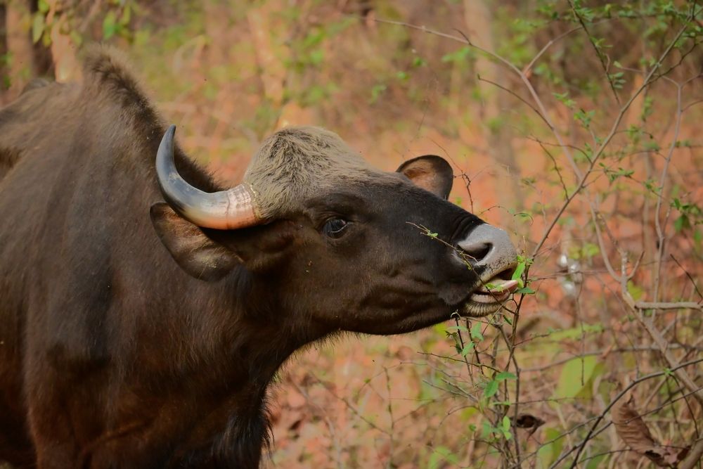 Photograph by Archisman Narayan Lahiri