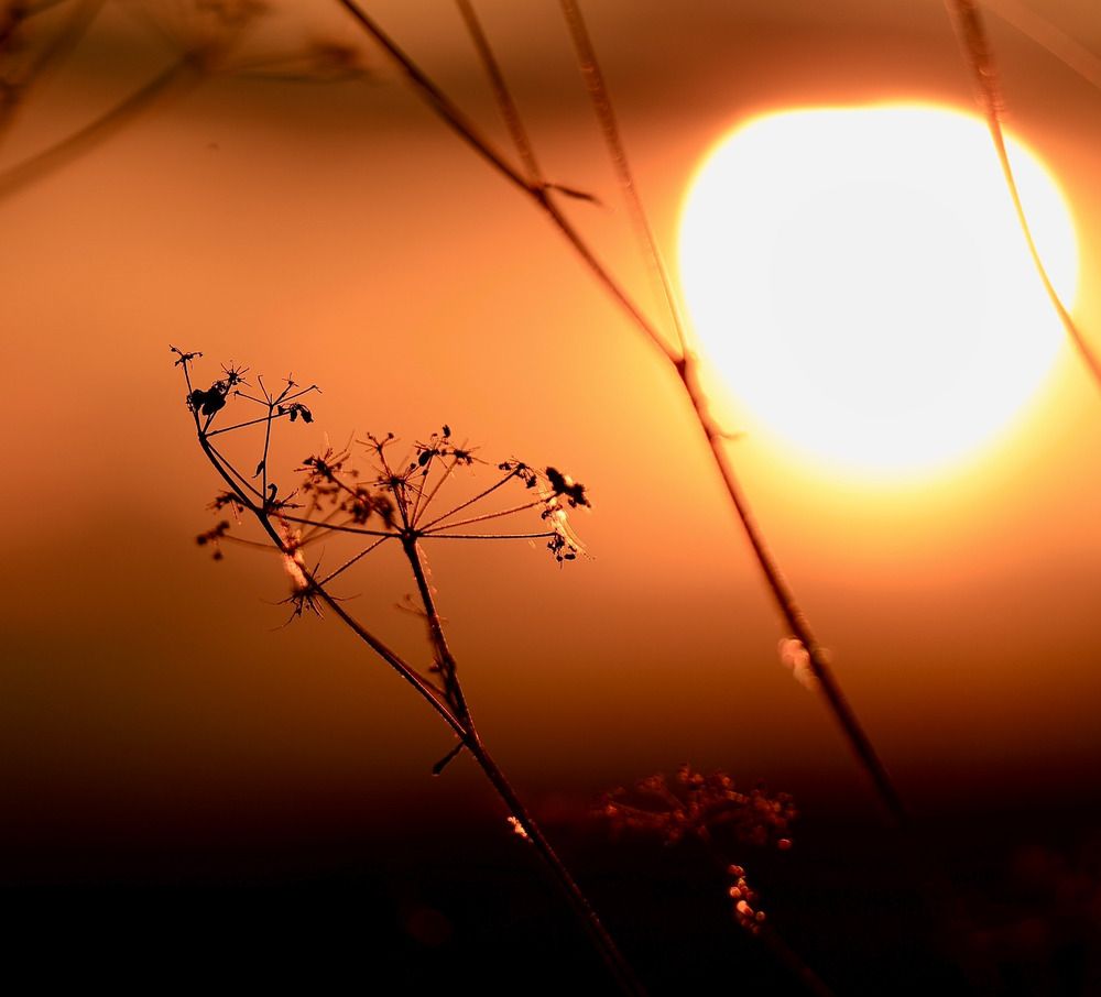 Photograph by Ирина Бабич