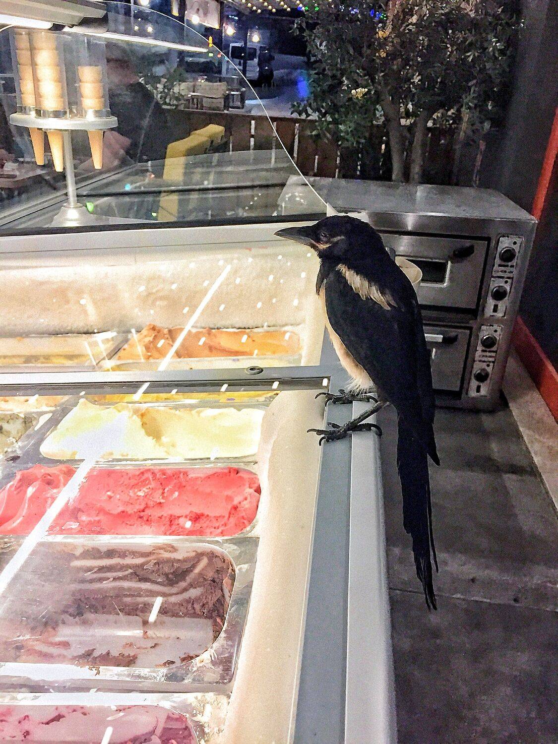 A Crow’s Curiosity