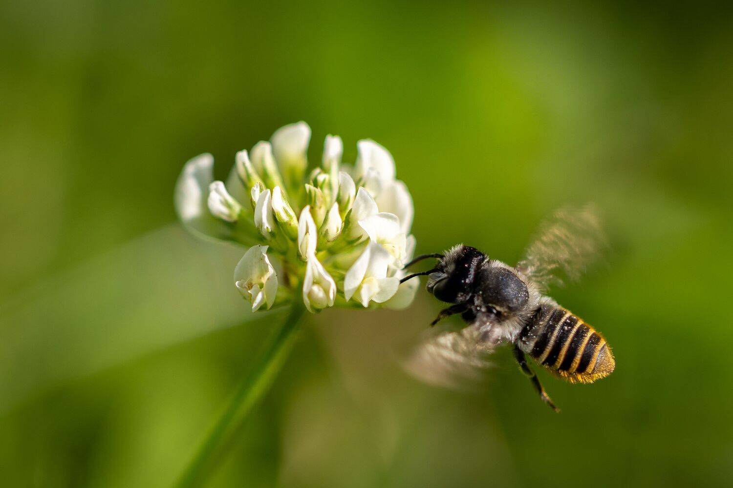 El treból y la abeja