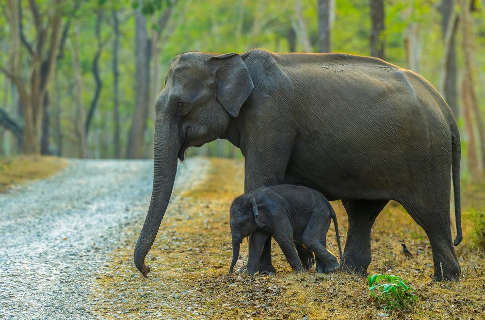 Walking with Mom