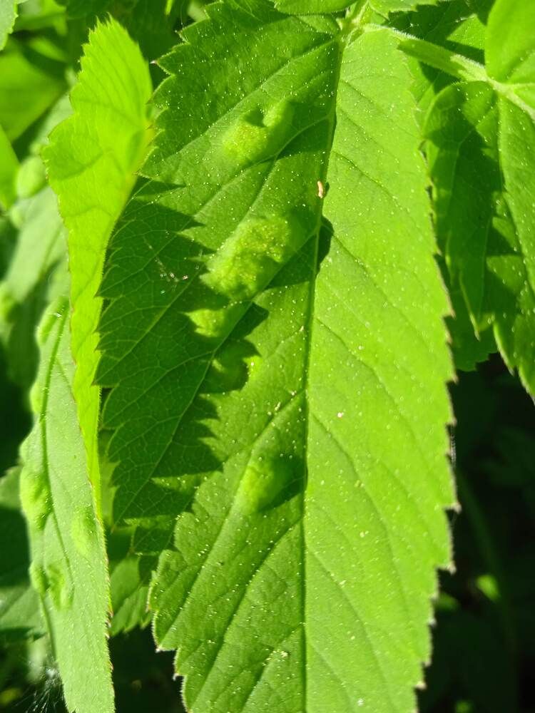 Лист