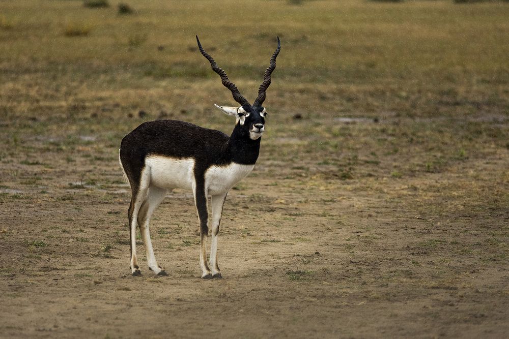 An exquisite creation of Nature