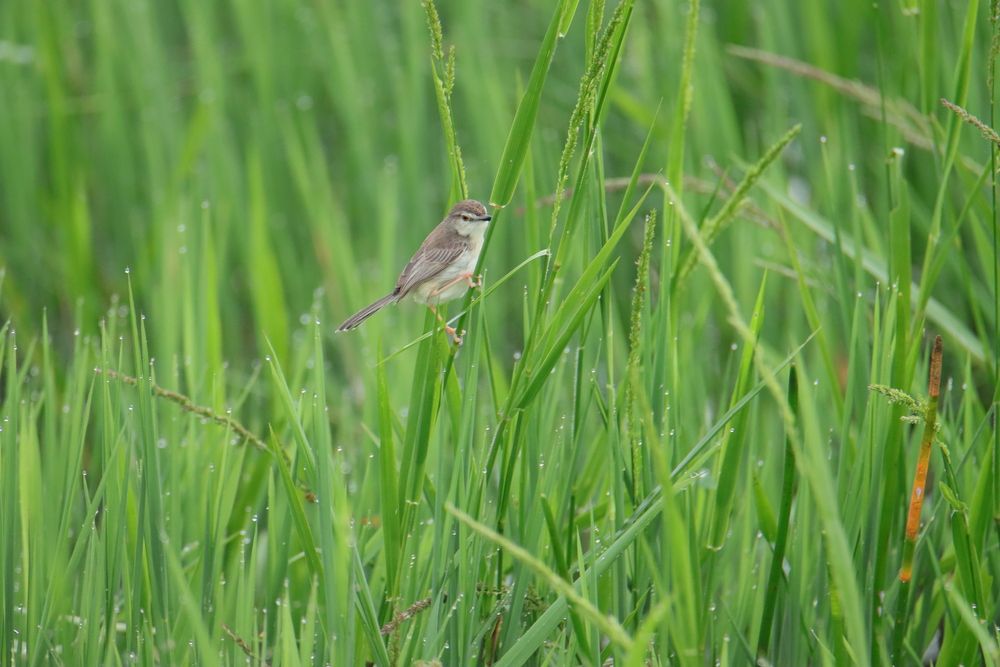 Green paddy field and the tiny bird