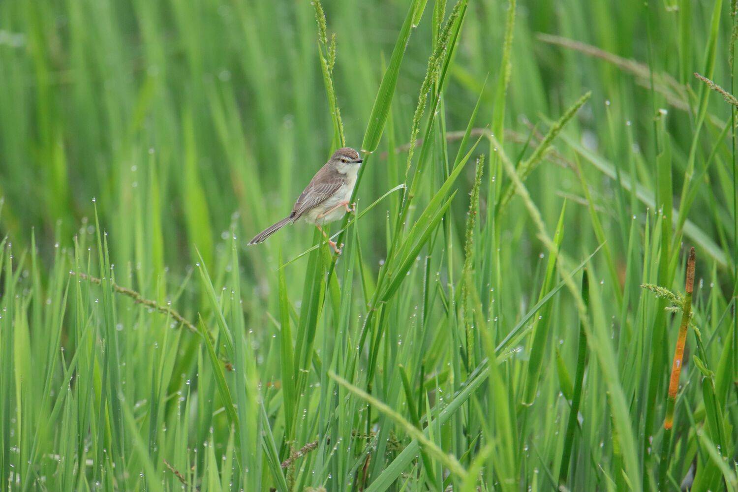 Green paddy field and the tiny bird