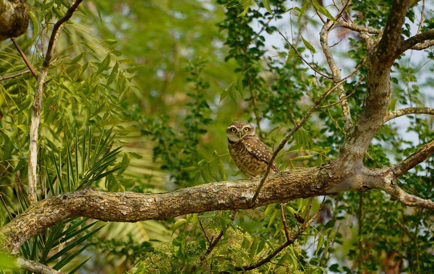 Eyes of forest