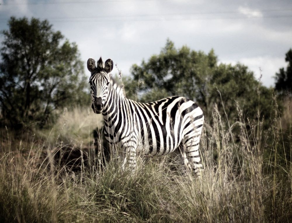 Photograph by Marina Timchenko