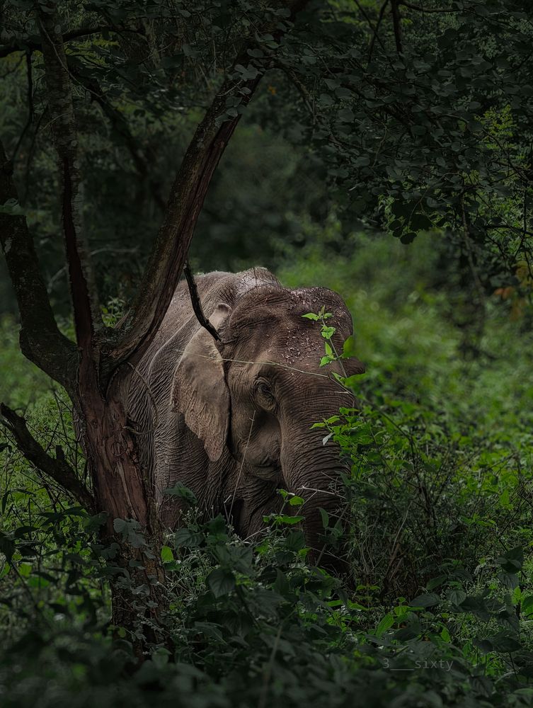 Photograph by Mansib K