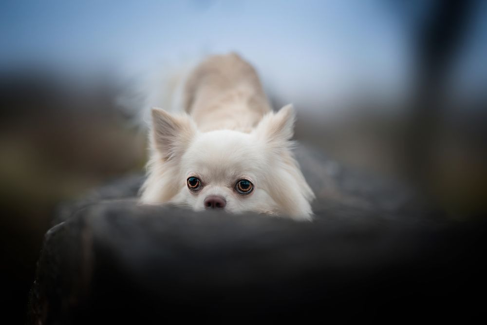 Eyes of the Sentinel.