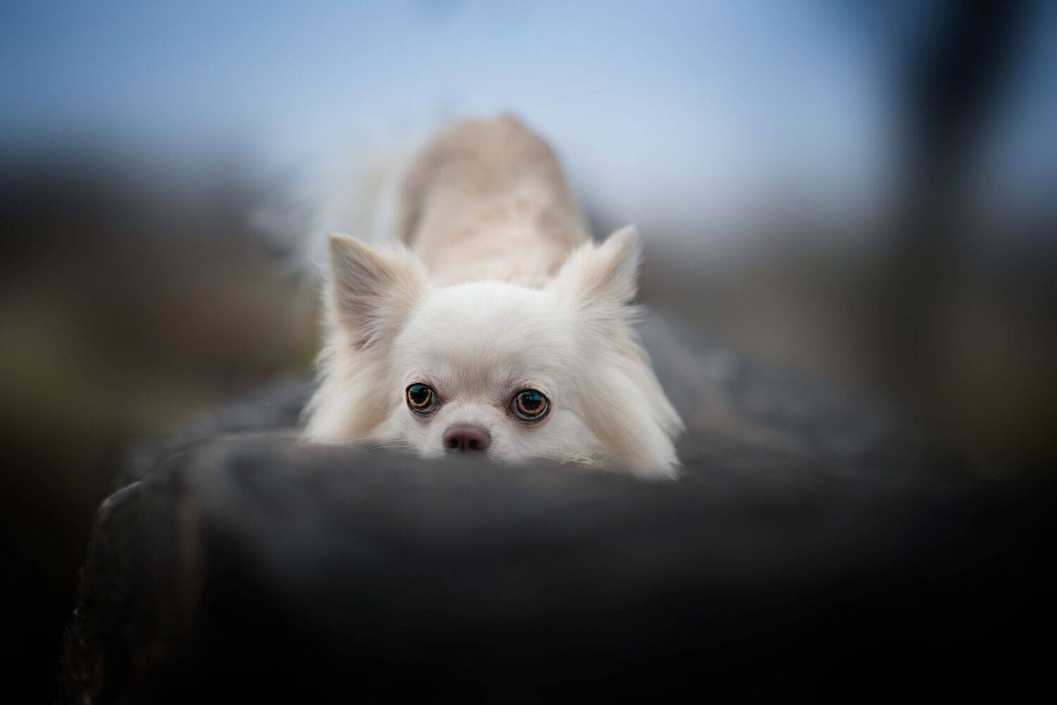 Eyes of the Sentinel.