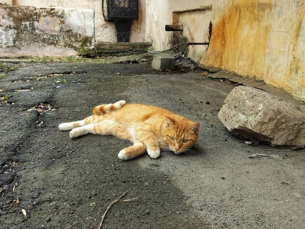 Рыжий кот