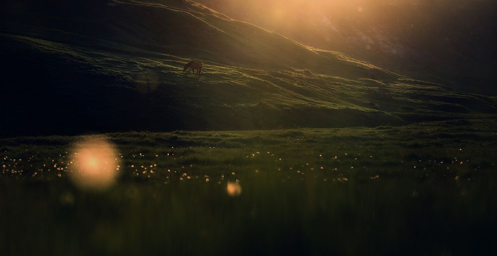 Фотография автора Олег Сухенко