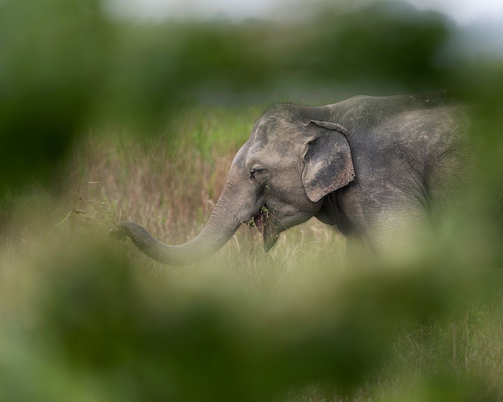 Photograph by Suprotap Chaki