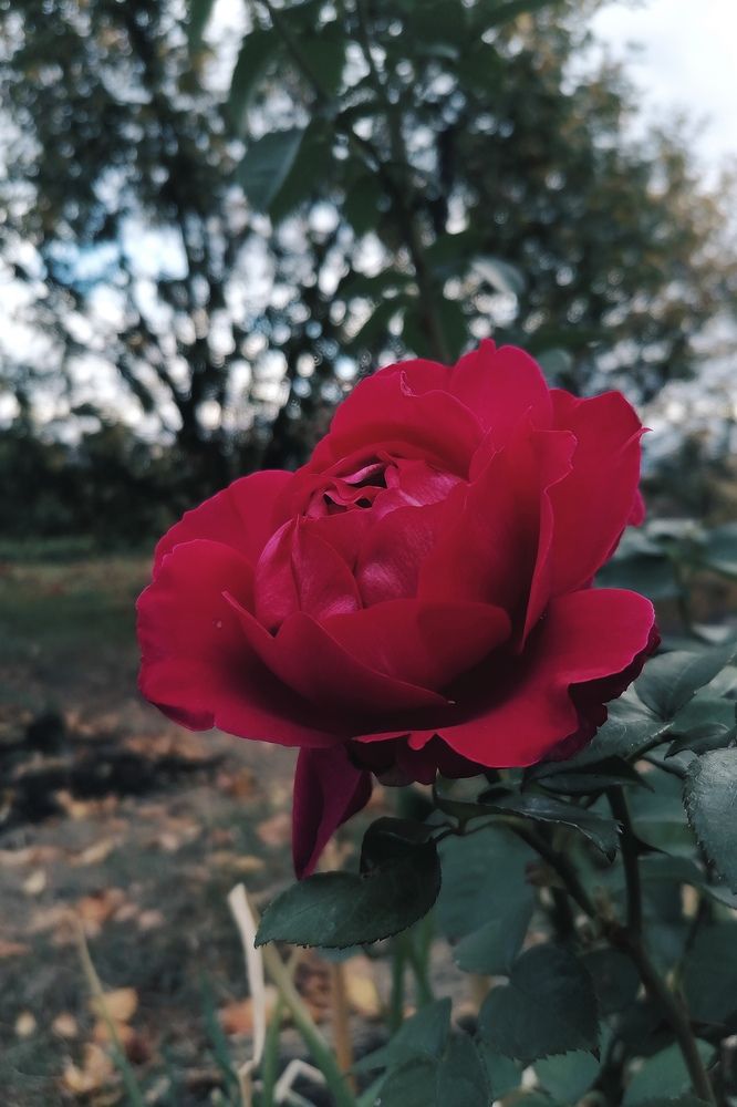 Роза «Веласкес»