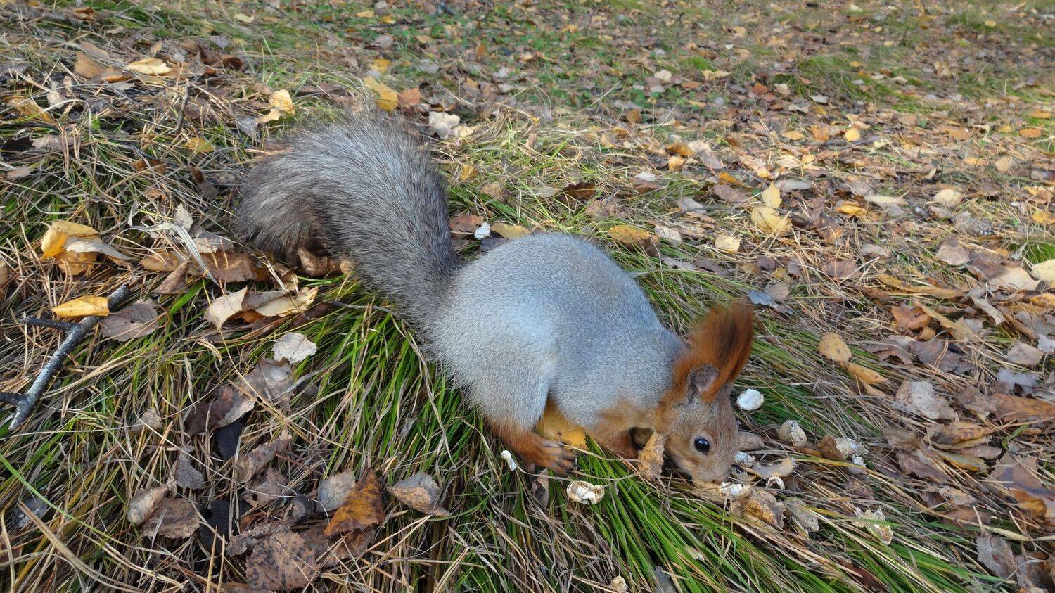 Белка обыкновенная (Sciurus vulgaris), на земле среди опавших листьев и травы