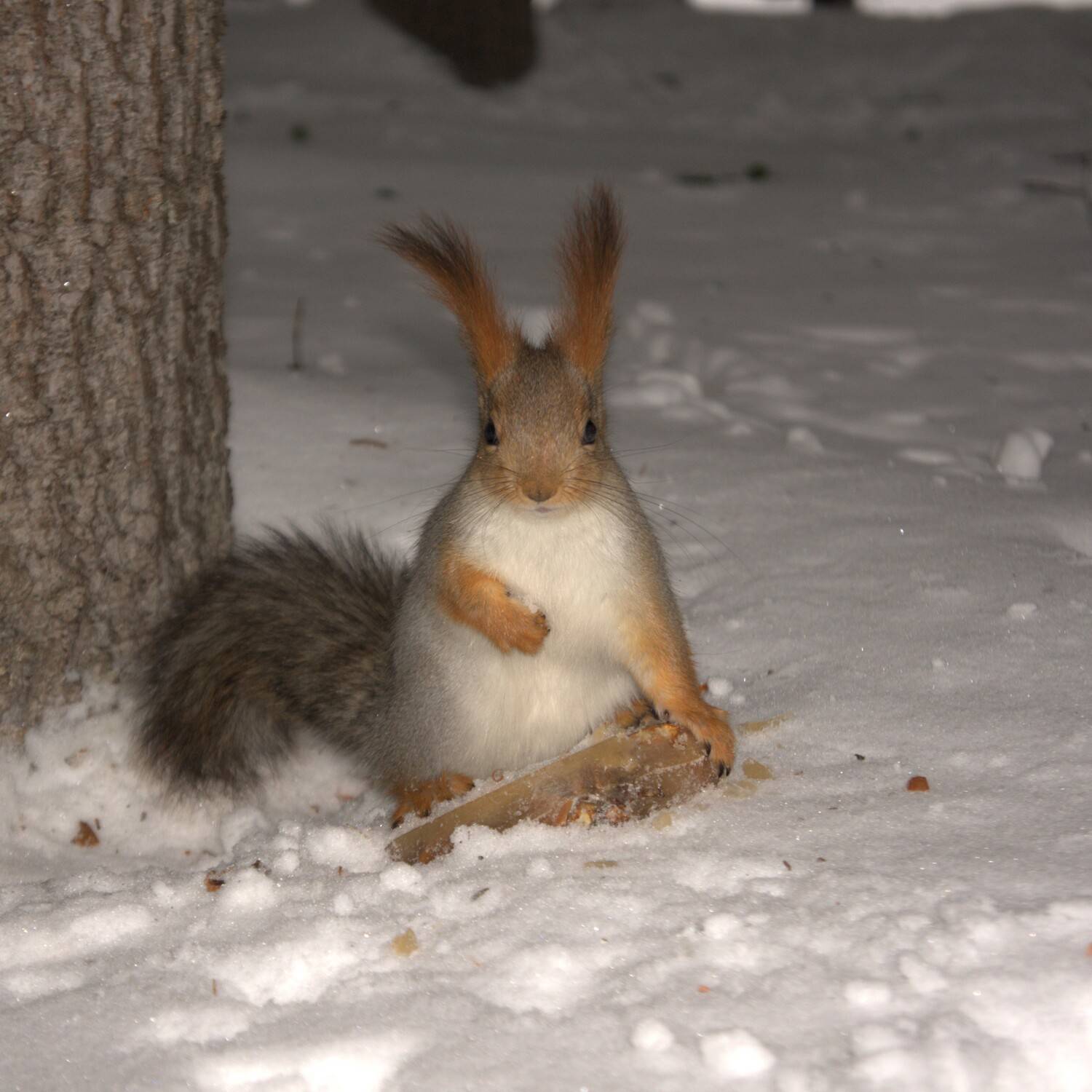 Обыкновенная белка (Sciurus vulgaris) в зимнем лесу