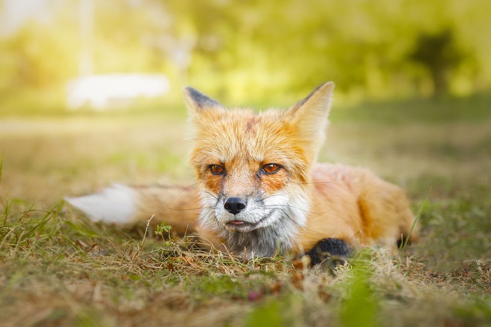 Photograph by Корнеев Алексей