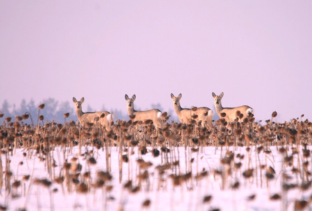 Photograph by Татьяна Шебаршенко