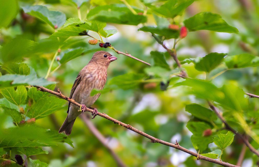 Common Rosefinch Bird.